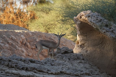 During the day in brown deer brown rocks
